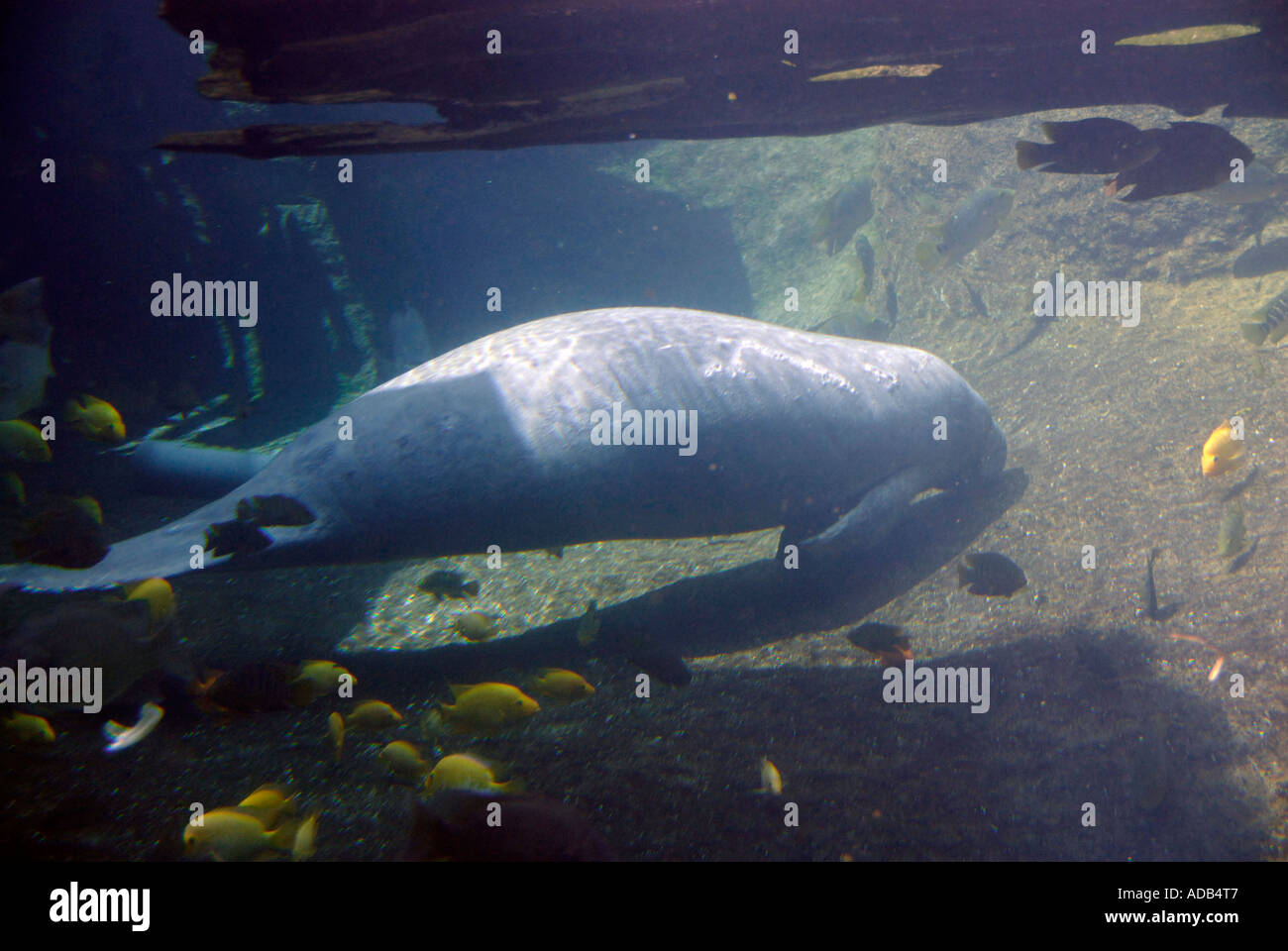 Lamantino Lowry Park Zoo Tampa Florida FL votato come il numero uno zoo negli Stati Uniti Foto Stock