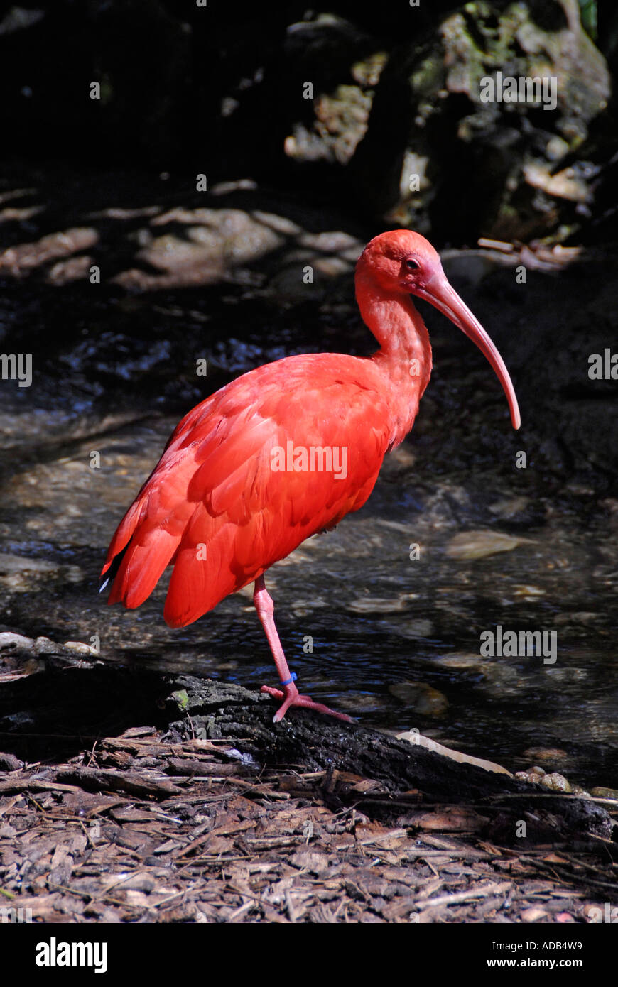 Scarlet Ibis bird Lowry Park Zoo Tampa Florida FL votato come il numero uno zoo negli Stati Uniti Foto Stock