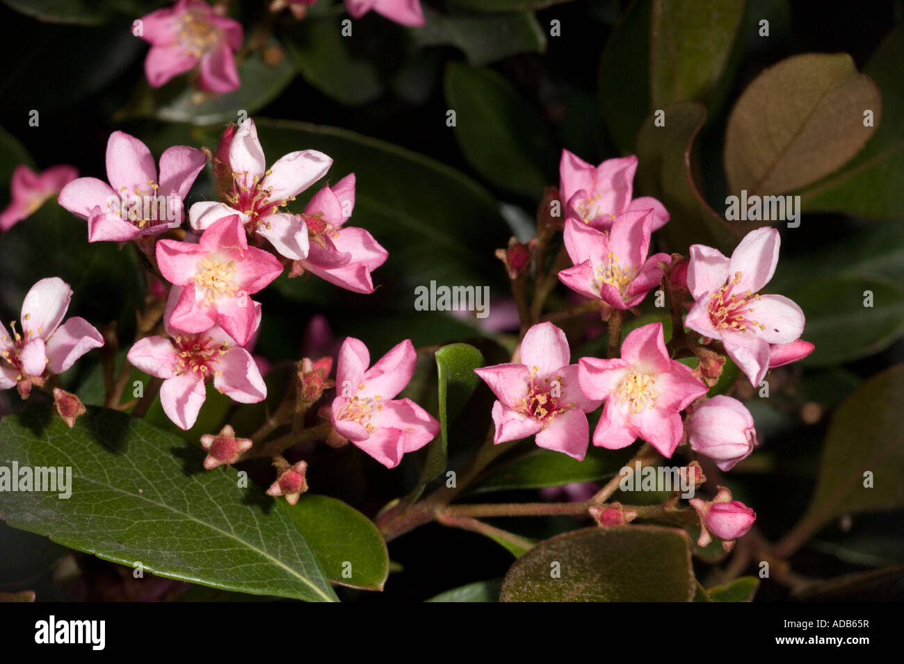 Indian biancospino (Raphiolepis indica) in fiore, close-up Foto Stock
