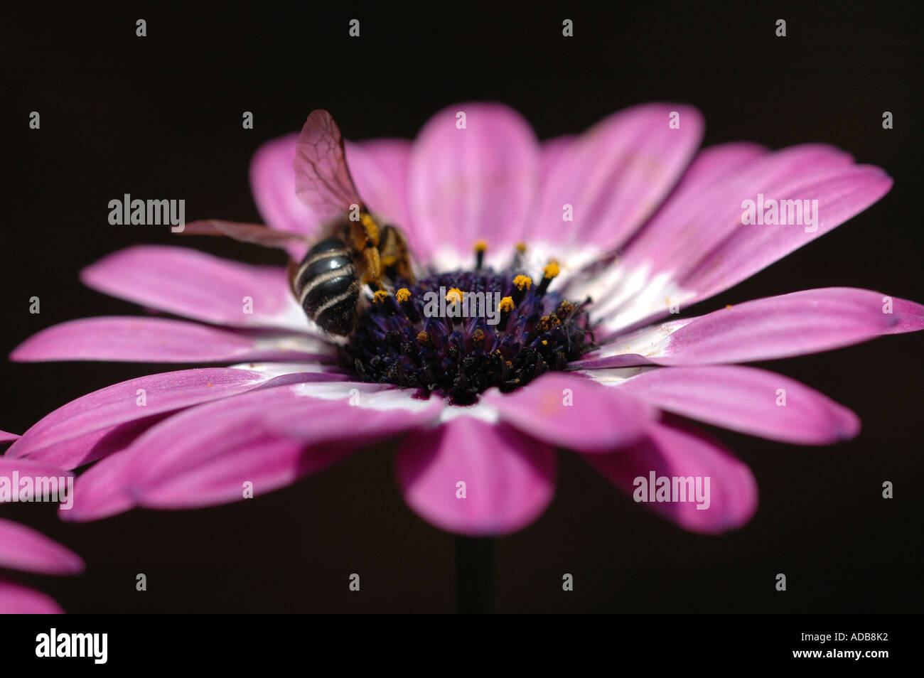 Bee per raccogliere il polline da Osteospermum - Cape daisy Foto Stock