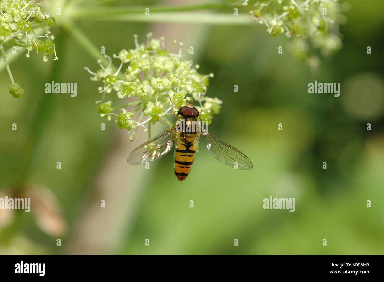 Hover fly - Syrphidae raccogliendo il polline sulla pianta Angelica Foto Stock
