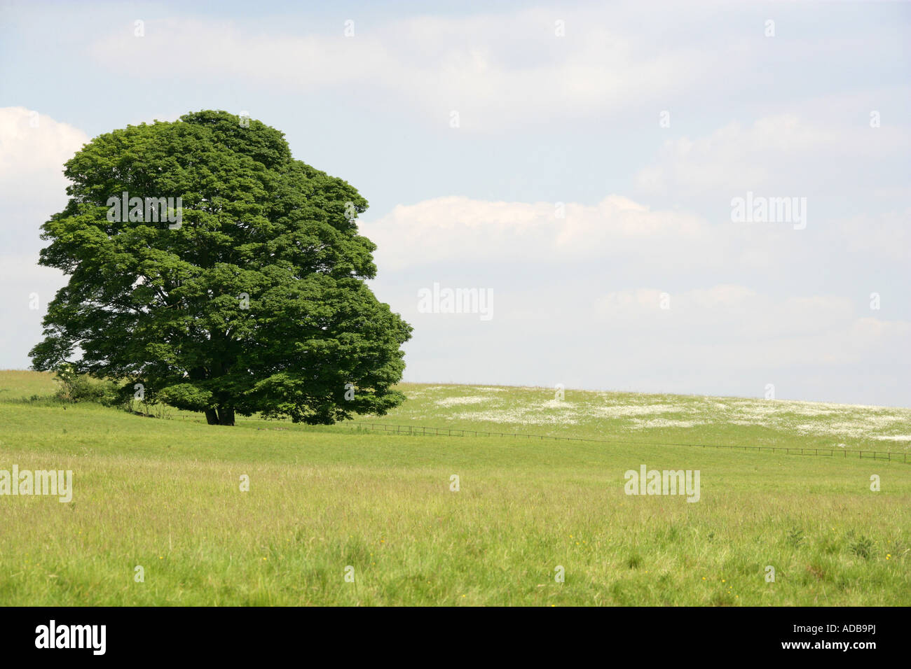 Albero di quercia in campo di Oxeye Margherite, Valle di scacchi, Hertfordshire. Pedunculate o Farnia, Quercus robur, Fagaceae Foto Stock