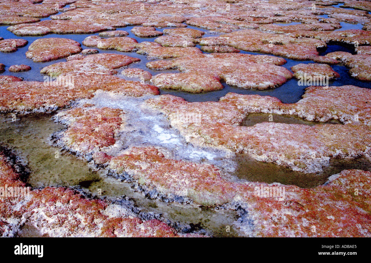 Palude d'acqua salata Foto Stock