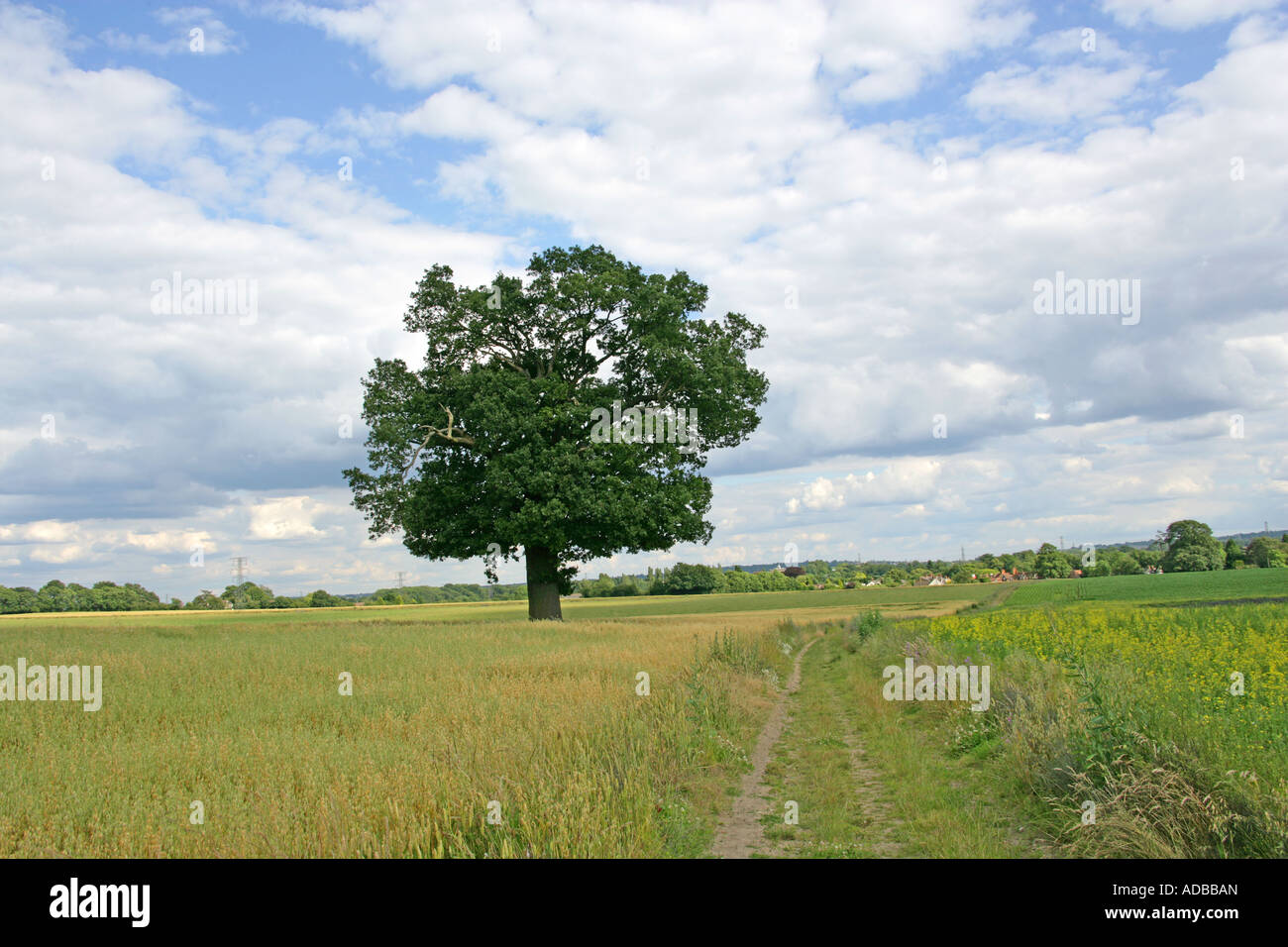 Paesaggio di campagna con albero di quercia. Pedunculate o Farnia, Quercus robur, Fagaceae Foto Stock