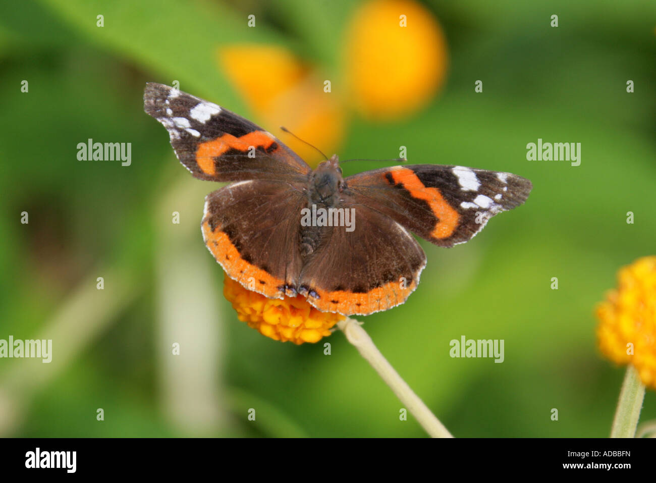 Red Admiral Butterfly, Vanessa Atalanta, Nymphalidae Foto Stock