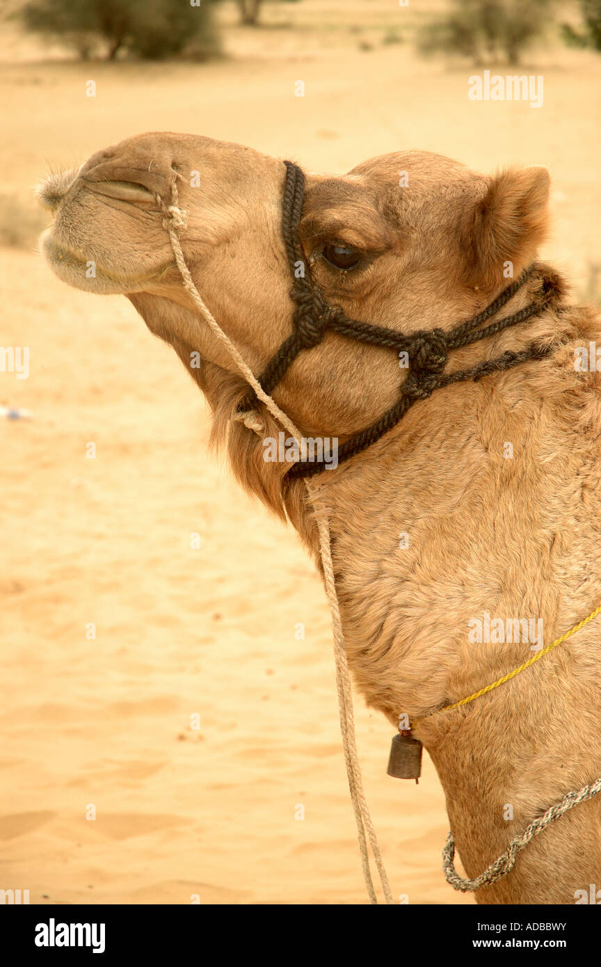 Camel nel Rajasthan deserto vicino al confine pakistano Foto Stock