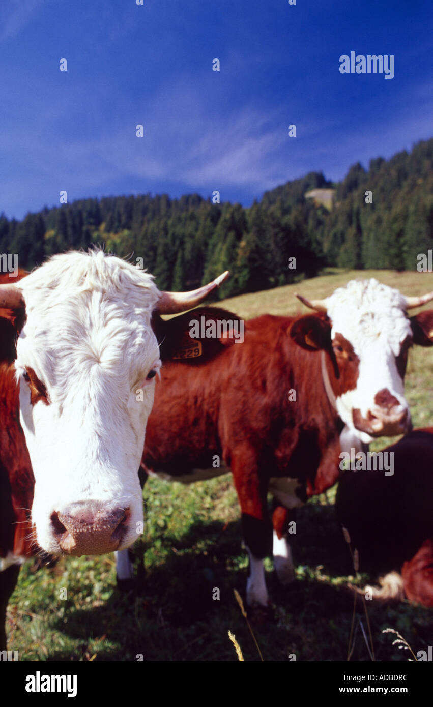 Tarentaise mucche al pascolo nelle Alpi francesi, Francia Foto Stock