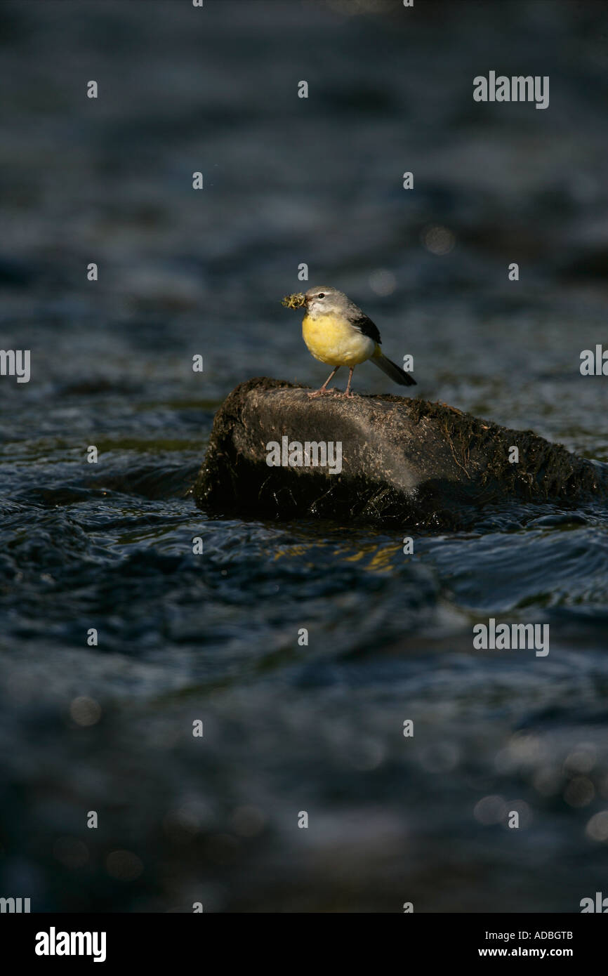GRAY WAGTAIL Motacilla cinerea Galles femmina Foto Stock