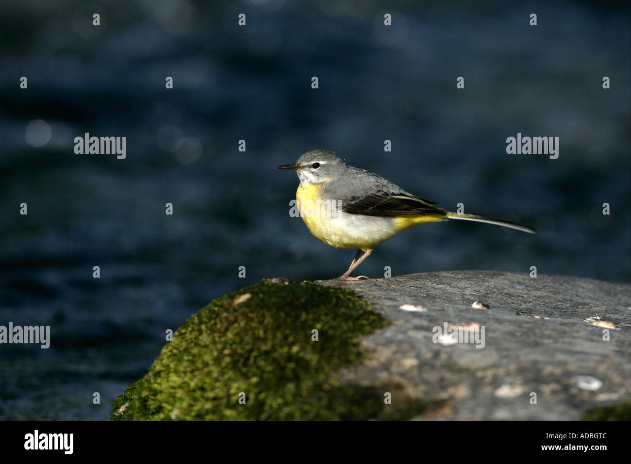 GRAY WAGTAIL Motacilla cinerea Galles femmina Foto Stock
