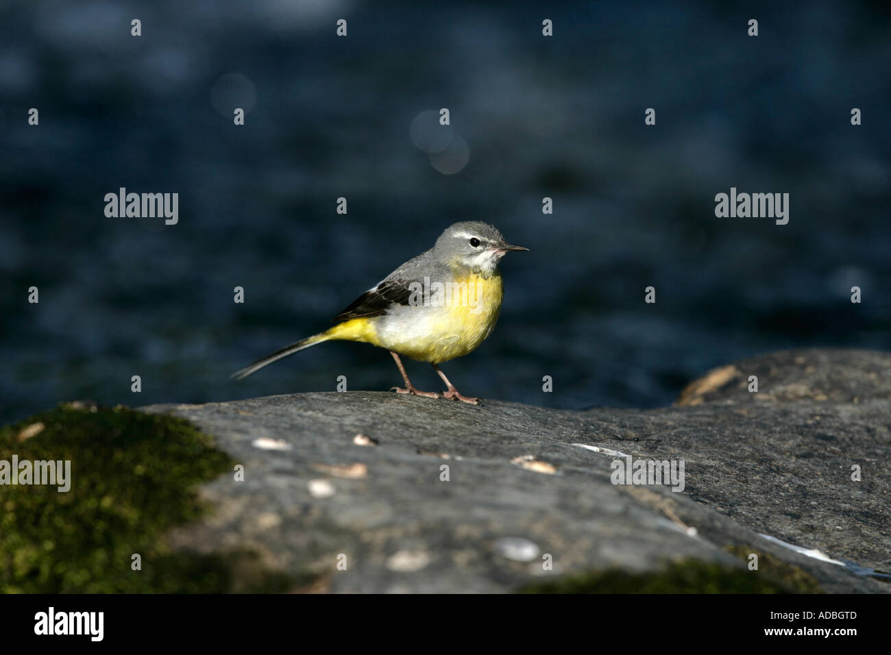 GRAY WAGTAIL Motacilla cinerea Galles femmina Foto Stock
