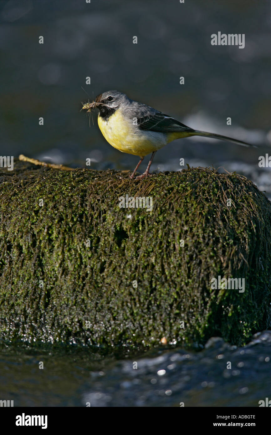 GRAY WAGTAIL Motacilla cinerea Galles maschio Foto Stock