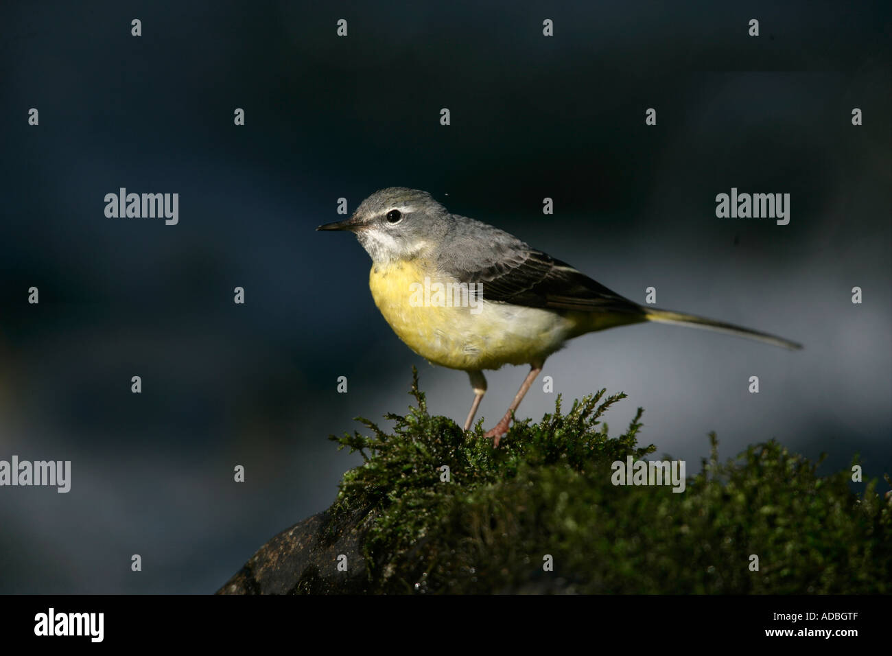 GRAY WAGTAIL Motacilla cinerea Galles femmina Foto Stock