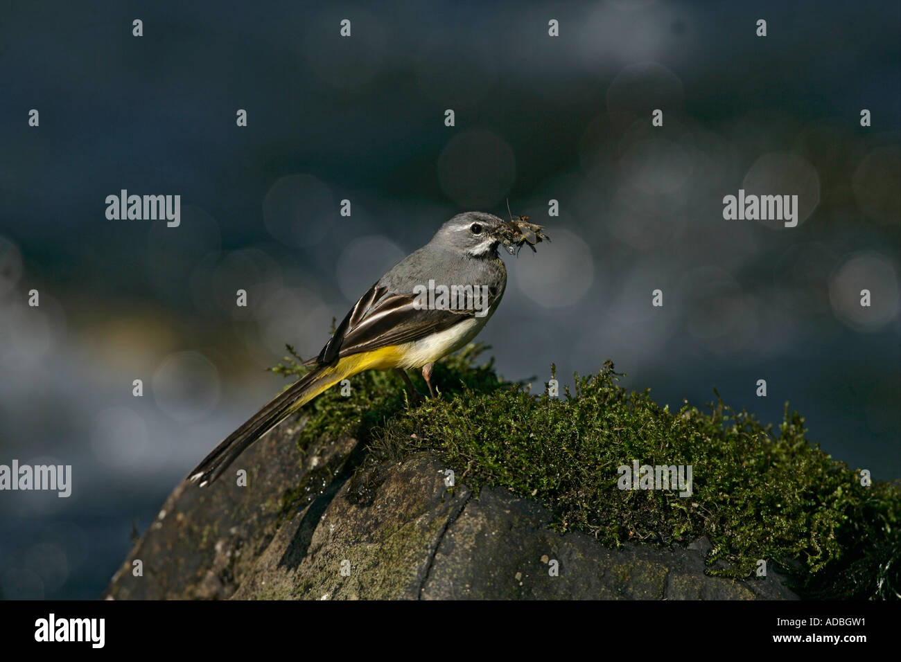 GRAY WAGTAIL Motacilla cinerea Galles maschio Foto Stock