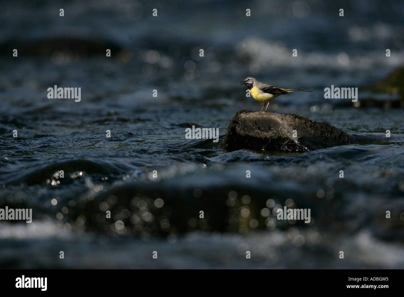GRAY WAGTAIL Motacilla cinerea Galles maschio Foto Stock