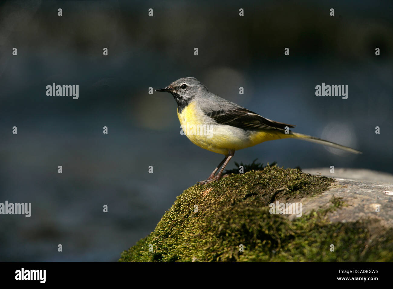 GRAY WAGTAIL Motacilla cinerea Galles maschio Foto Stock