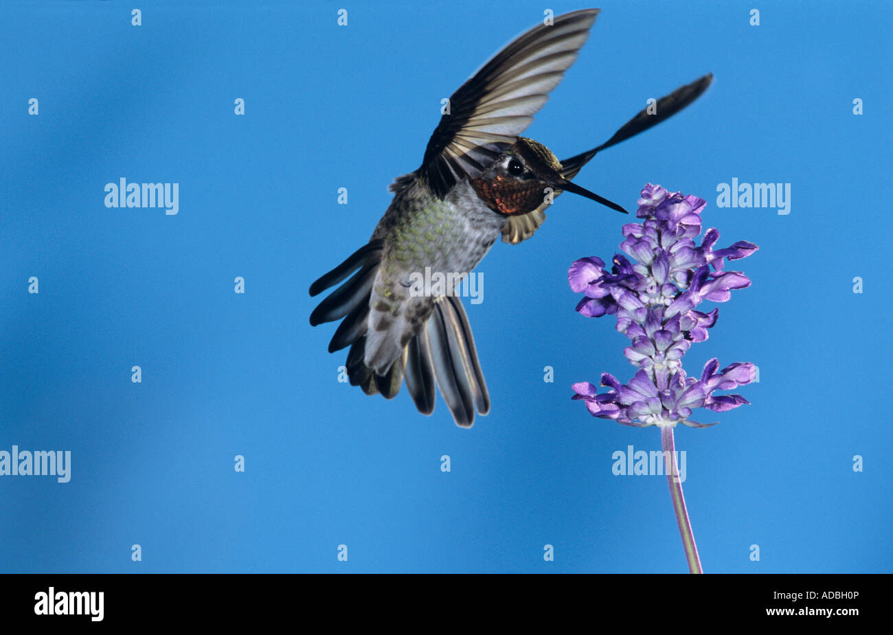 Anna's Hummingbird Calypte anna maschio in volo su alimentazione Salvia Salvia sp Miller Canyon Arizona STATI UNITI D'AMERICA AGOSTO 2004 Foto Stock
