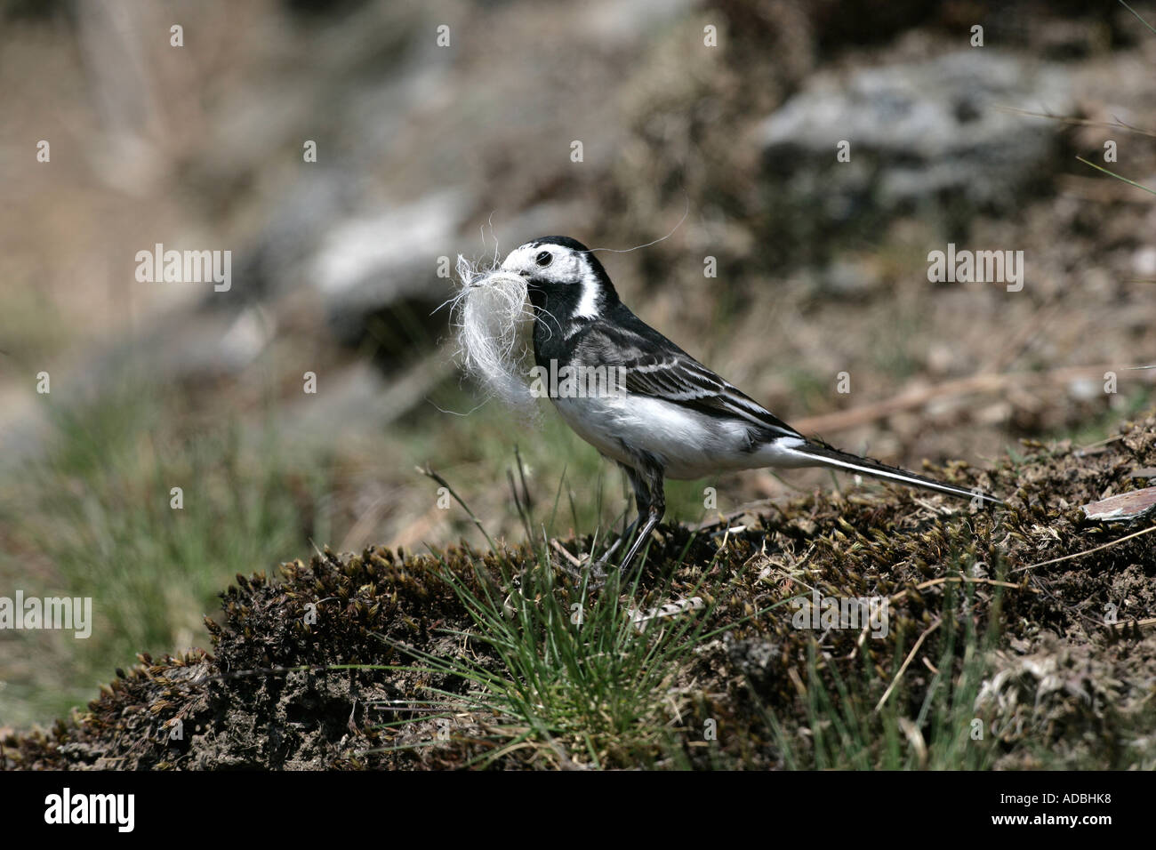 PIED WAGTAIL Motacilla alba yarrellii Galles Foto Stock