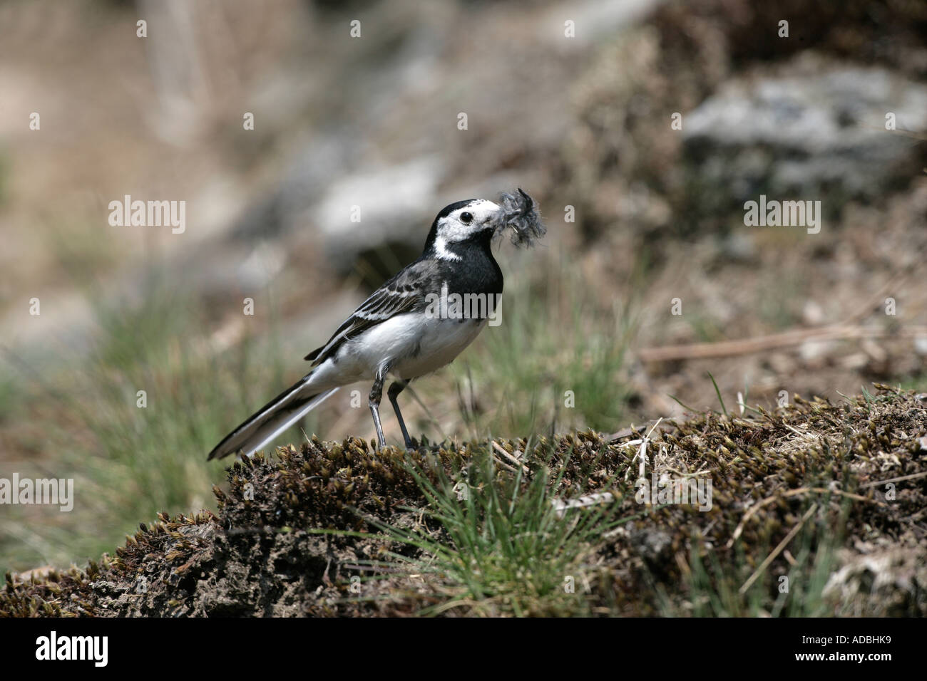 PIED WAGTAIL Motacilla alba yarrellii Galles Foto Stock