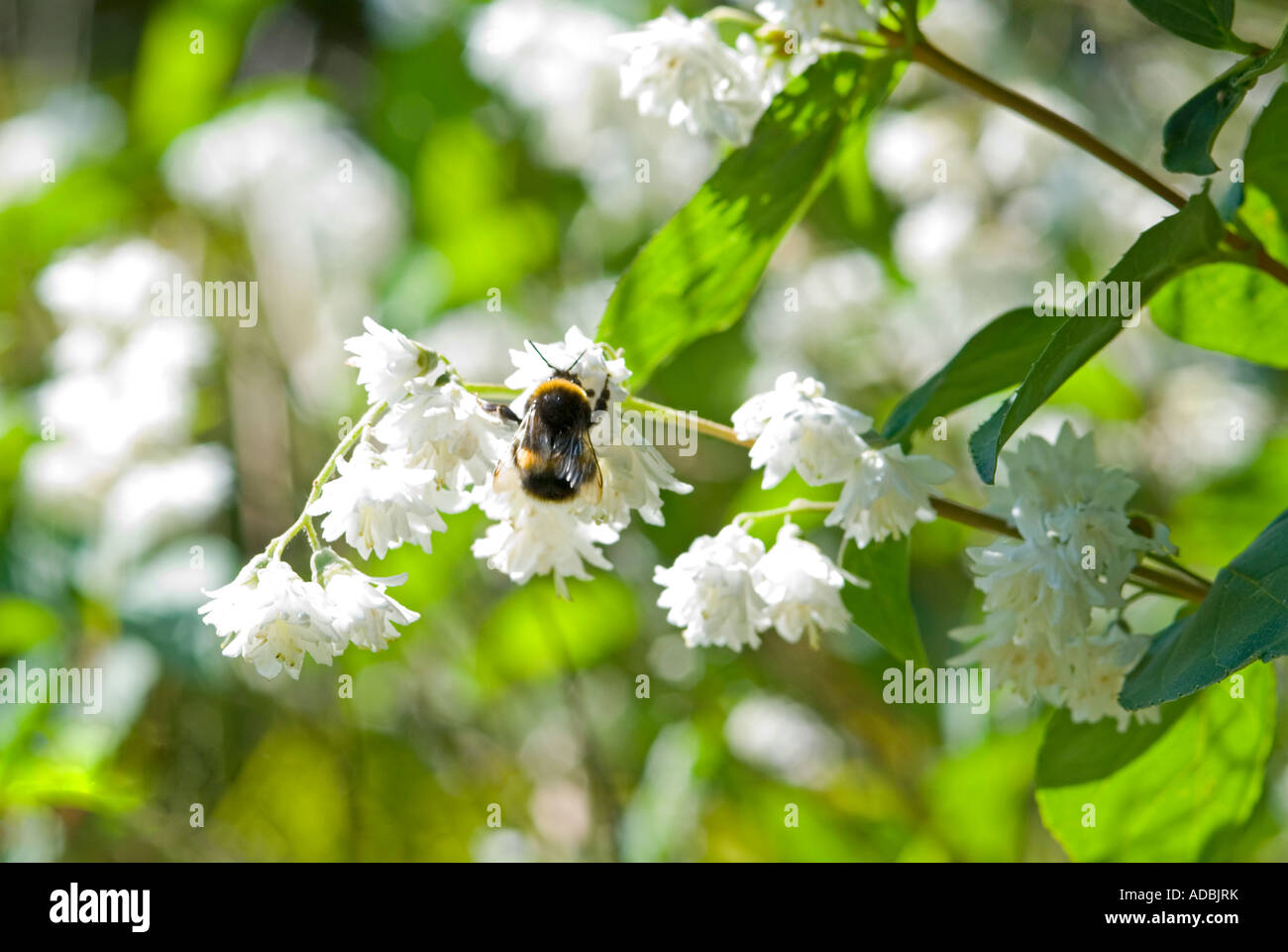 Macro orizzontale di una grande pelliccia Bumble Bee occupato raccogliere polline da piccoli fiori bianchi in giardino Foto Stock