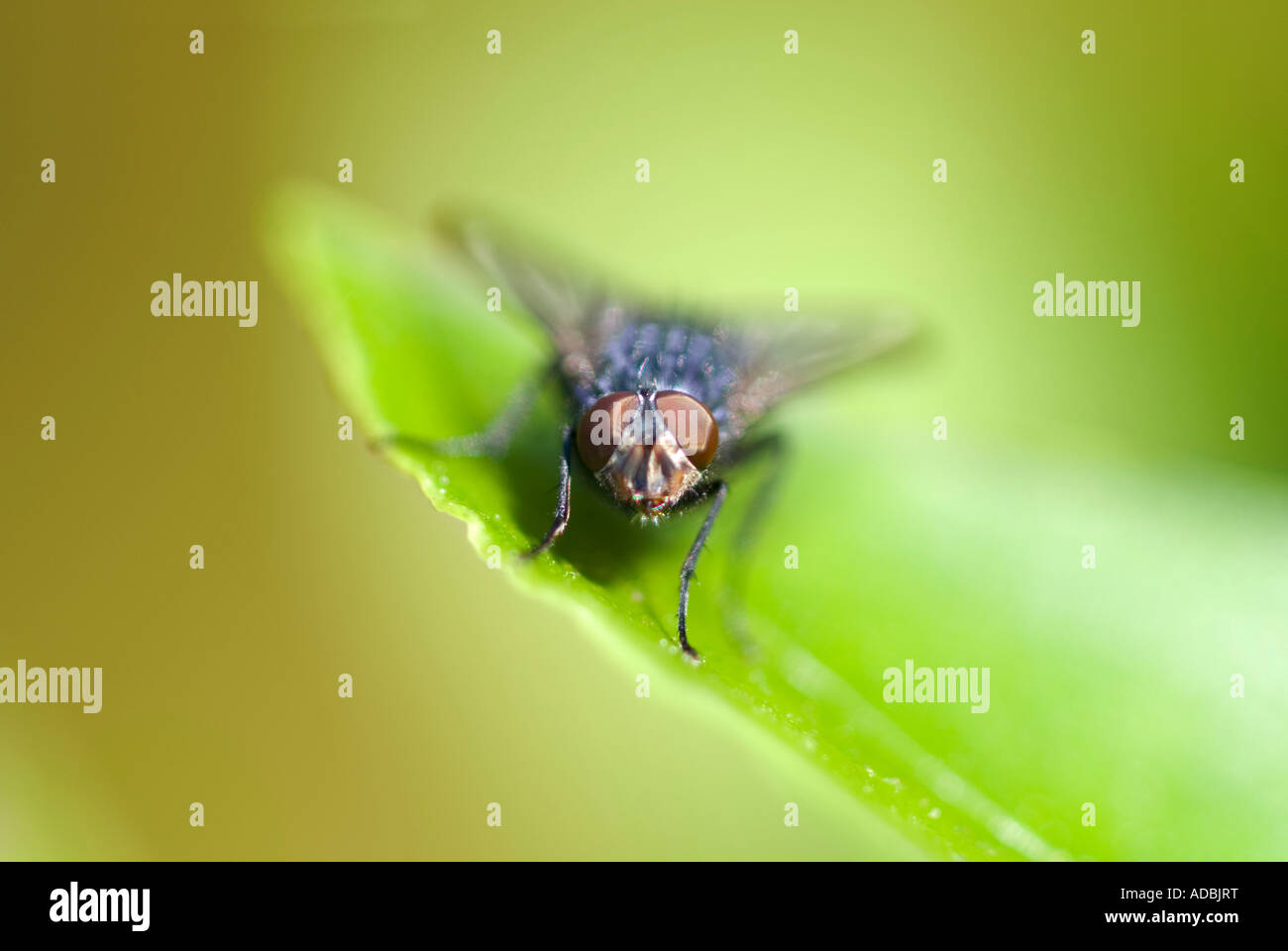 Macro orizzontale di una casa comune volare (Musca domestica) seduto su una foglia verde sotto il sole Foto Stock