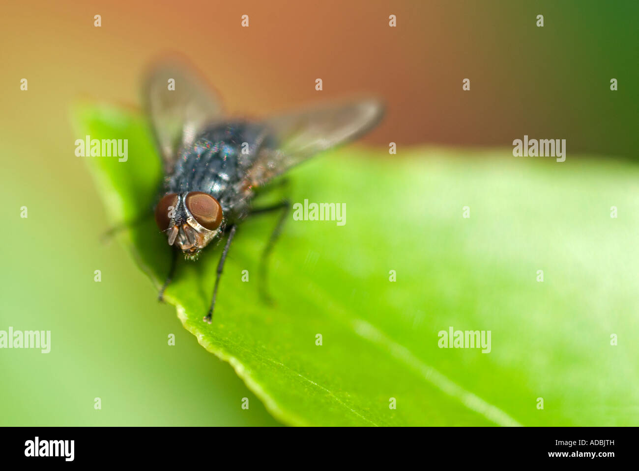 Macro orizzontale di una casa comune volare (Musca domestica) seduto su una foglia verde sotto il sole Foto Stock