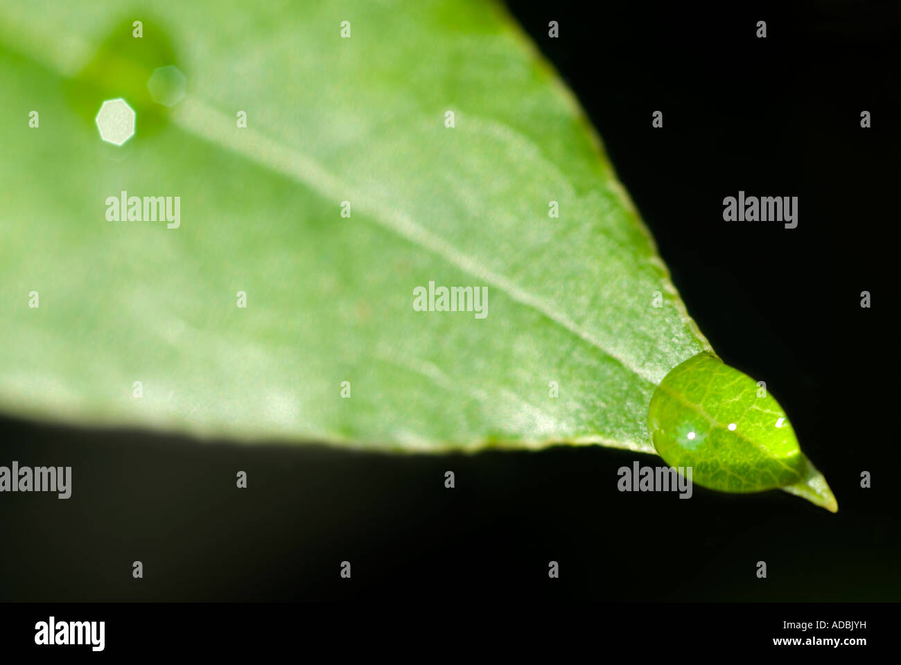 Horizontal macro immagine di una goccia di acqua molto della punta di una foglia verde sotto il sole. Foto Stock