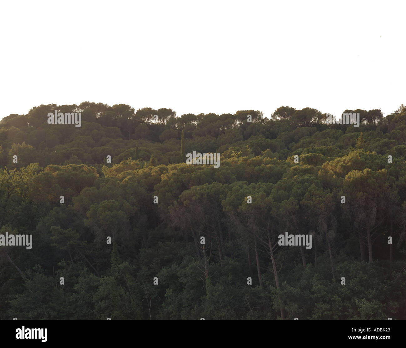 Legno con alberi di pini in Italia, in Toscana Foto Stock