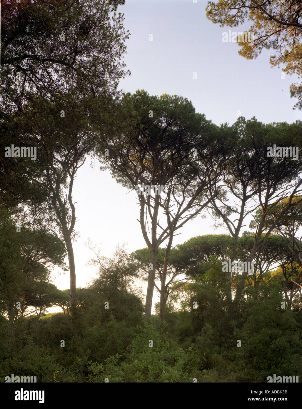 Legno con alberi di pini in Italia, in Toscana Foto Stock