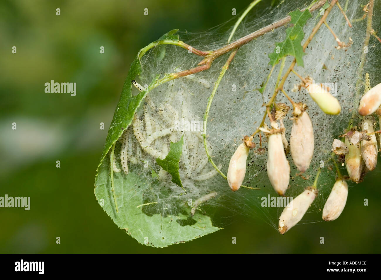 Bird cherry ermellino larve di falena Foto Stock