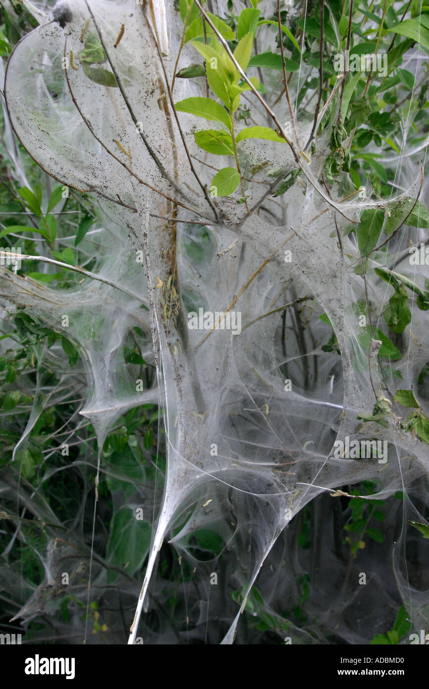 Bird cherry ermellino larve di falena Foto Stock