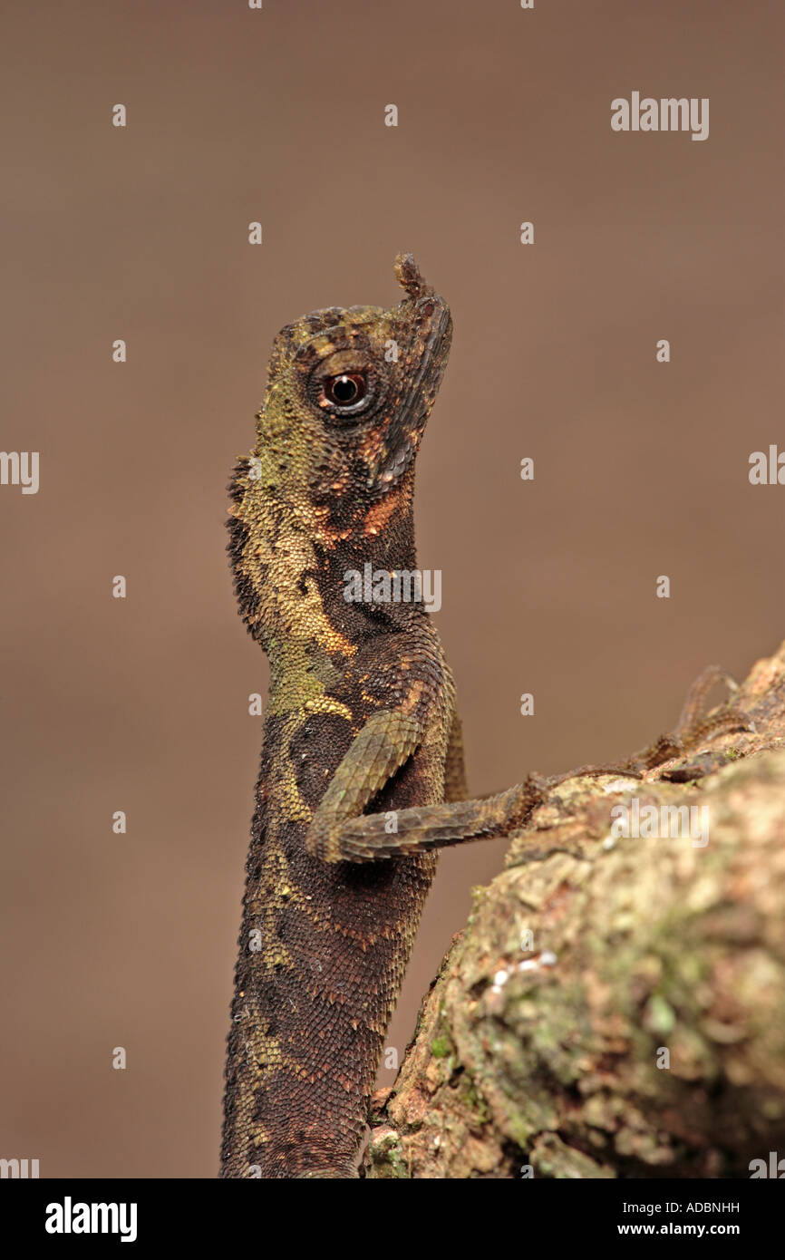 Drago cornuto lizard Danum Valley Sabah Borneo Foto Stock