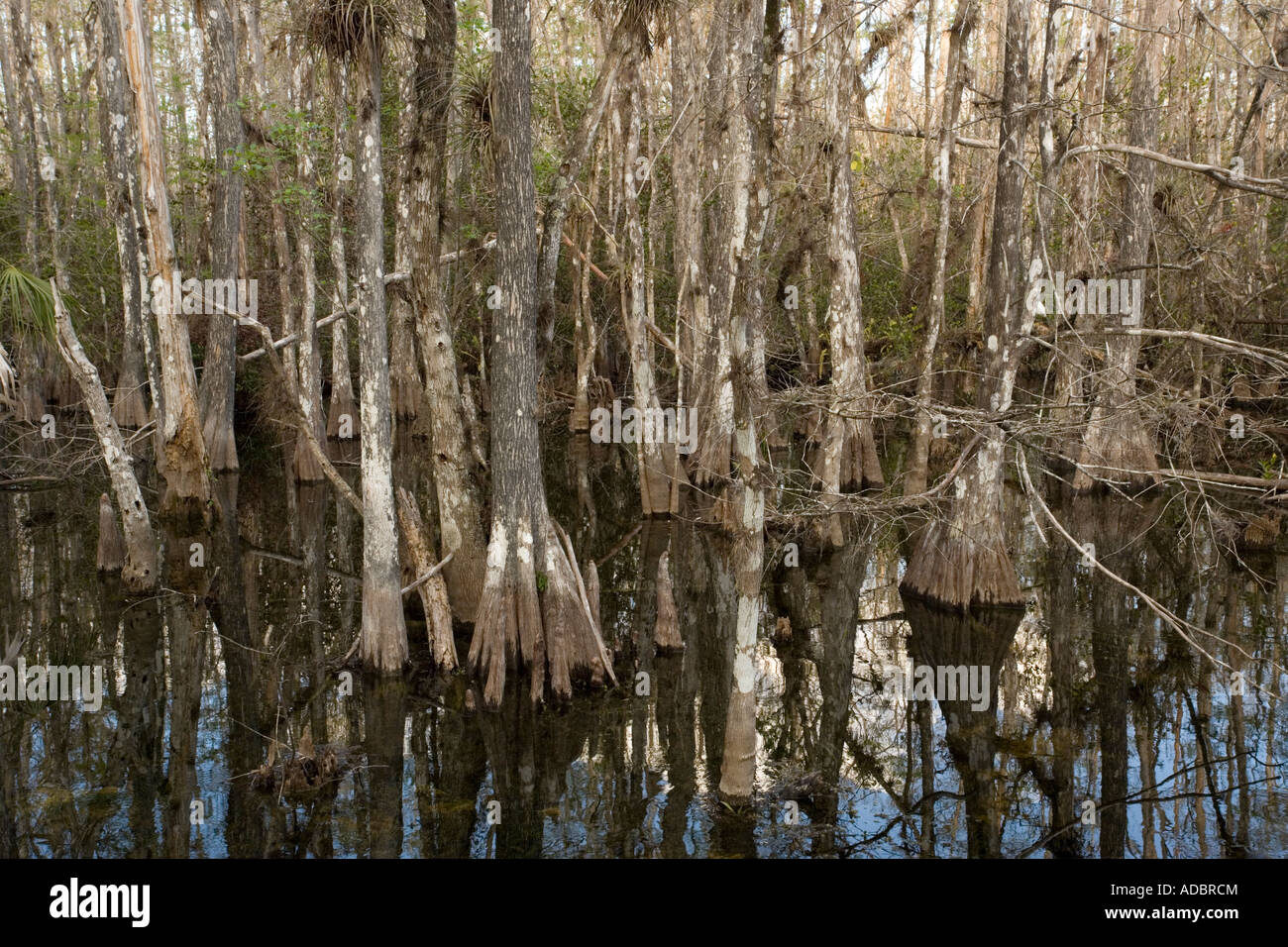 Palude di bosco di cipressi in Big Cypress National Preserve Florida Everglades Taxodium distichum Foto Stock