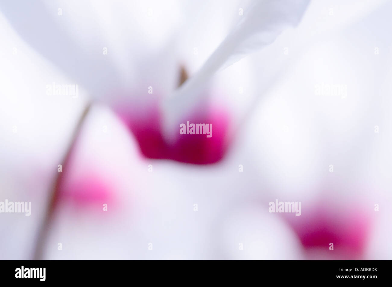 Whire Ciclamino Trio Foto Stock