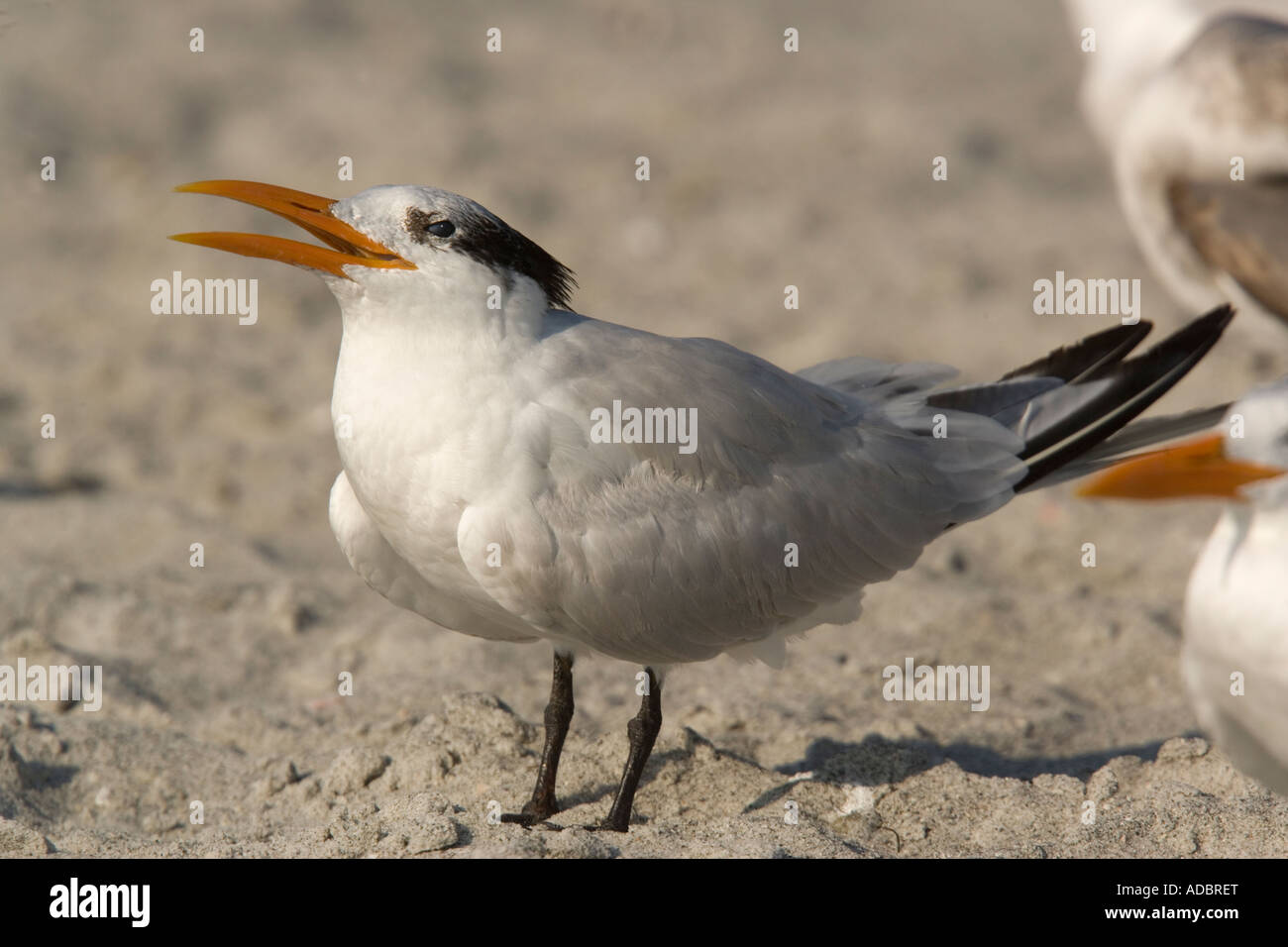 Royal tern non piumaggio di allevamento Sterna maxima Foto Stock