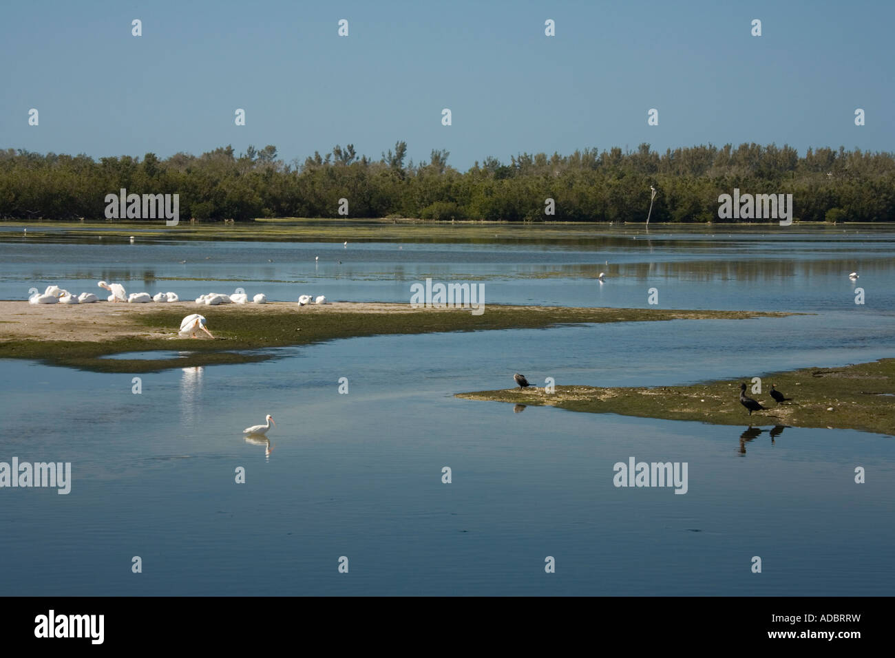 American pellicani bianchi in laguna, J. N. 'Ding' Darling National Wildlife Refuge, Florida, Stati Uniti d'America Foto Stock