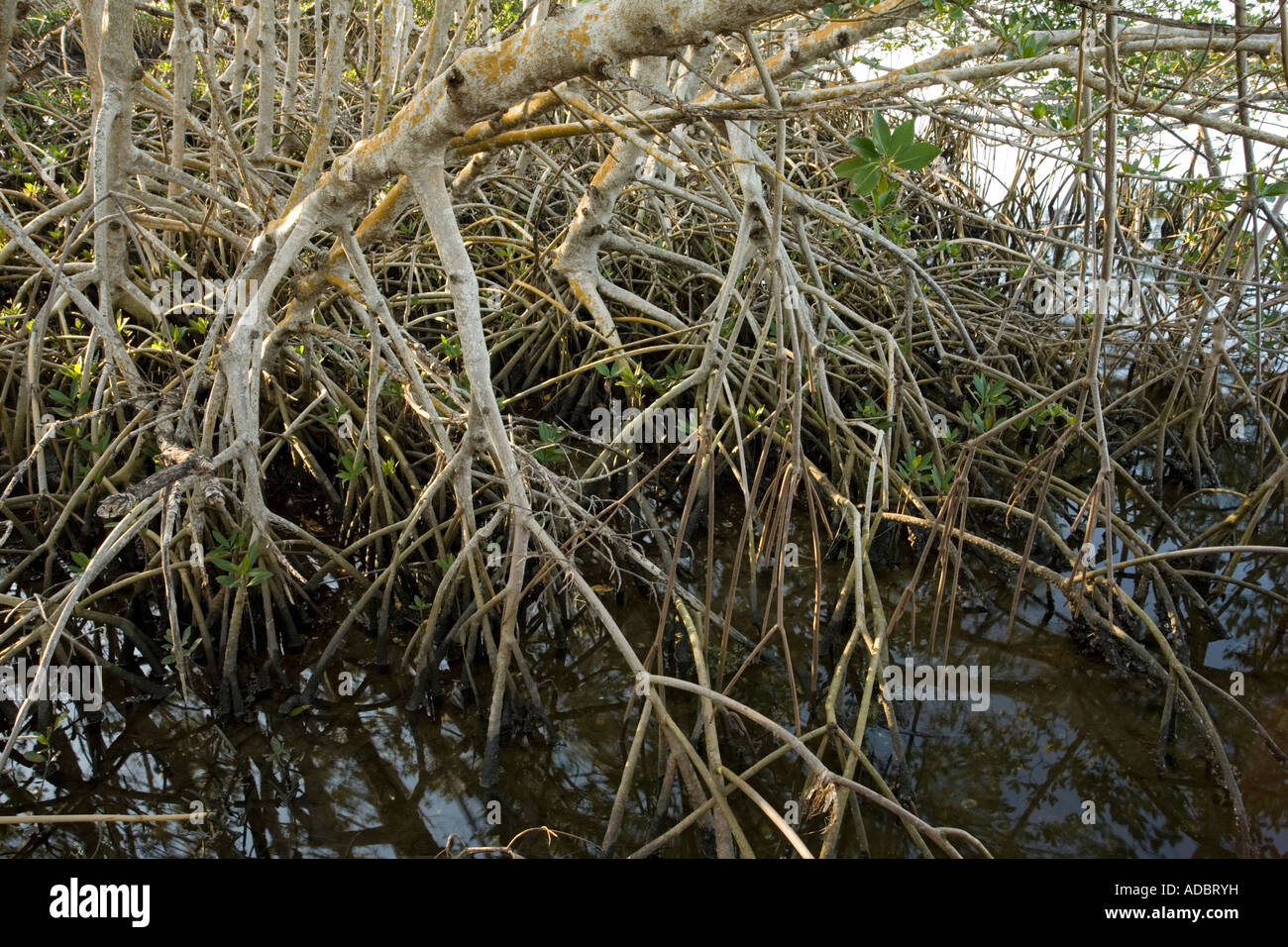 Mangrovia rossa stilt radici esposte a bassa marea con le piantine che crescono attraverso di loro Rhizophora mangle Foto Stock
