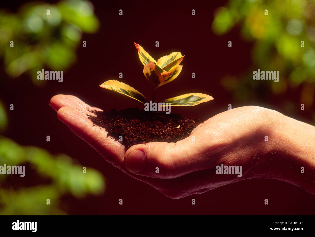 Mano che tiene verde semenzatura con suolo Foto Stock