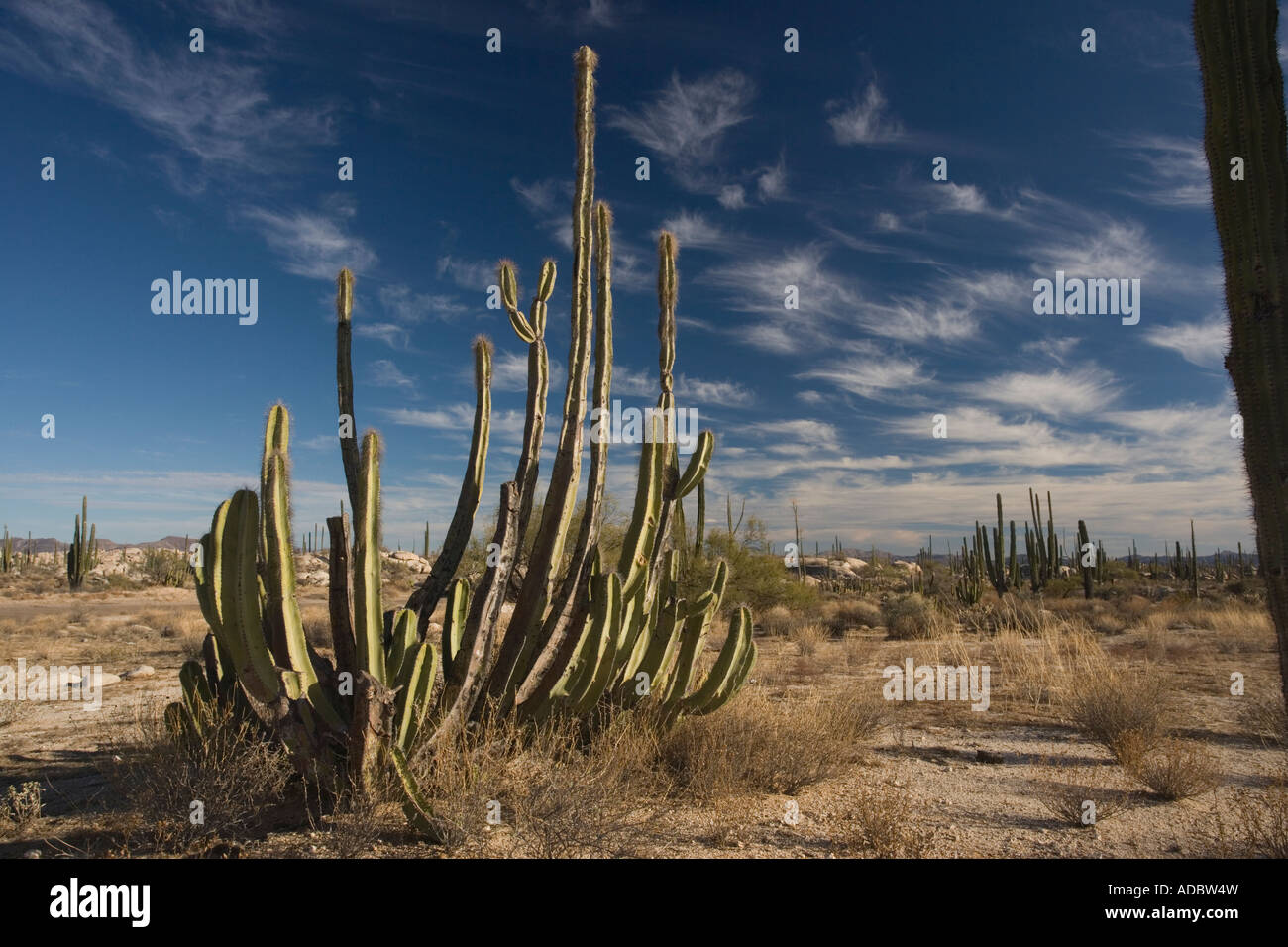 Il vecchio uomo di cactus o Senita in cactus parte ricca del deserto di Sonora sul lato ovest della Baja California Messico Foto Stock