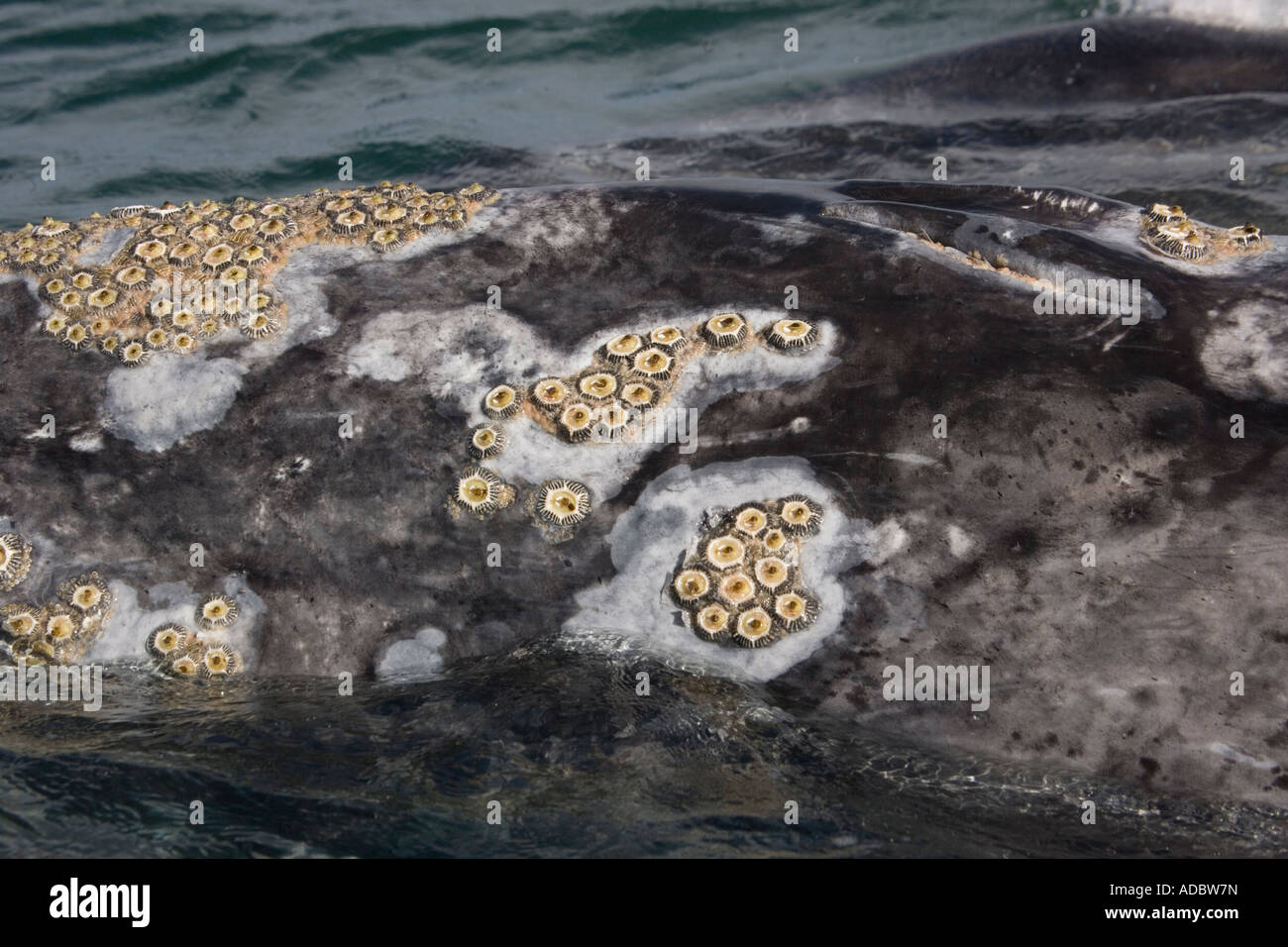 Balena grigia della California, Eschrichtius robustus, con i barnacles nella laguna di San Ignacio Laguna San Ignacio Baja California Messico Foto Stock