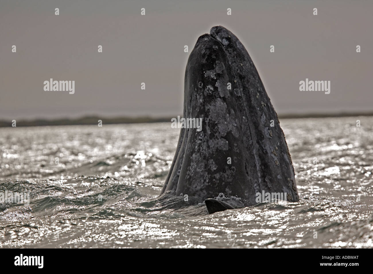 Balena Grigia (Eschrichtius robustus) in San Ignacio laguna, sulla costa occidentale della Baja California, Messico Foto Stock