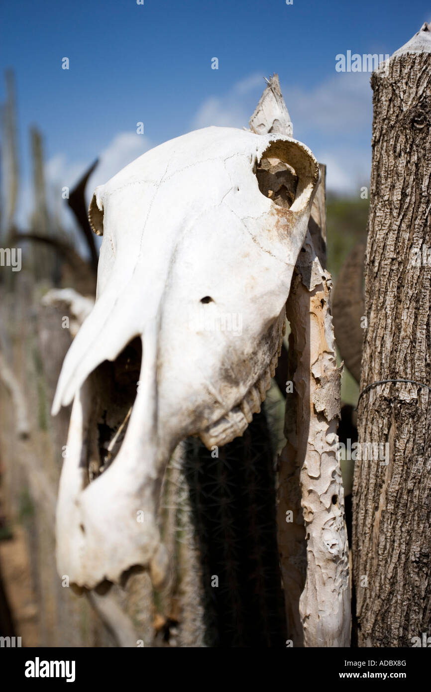 Mulo cranio su un palo da recinzione in Slagbaai National Park, Bonaire, Netherland Antillies Foto Stock