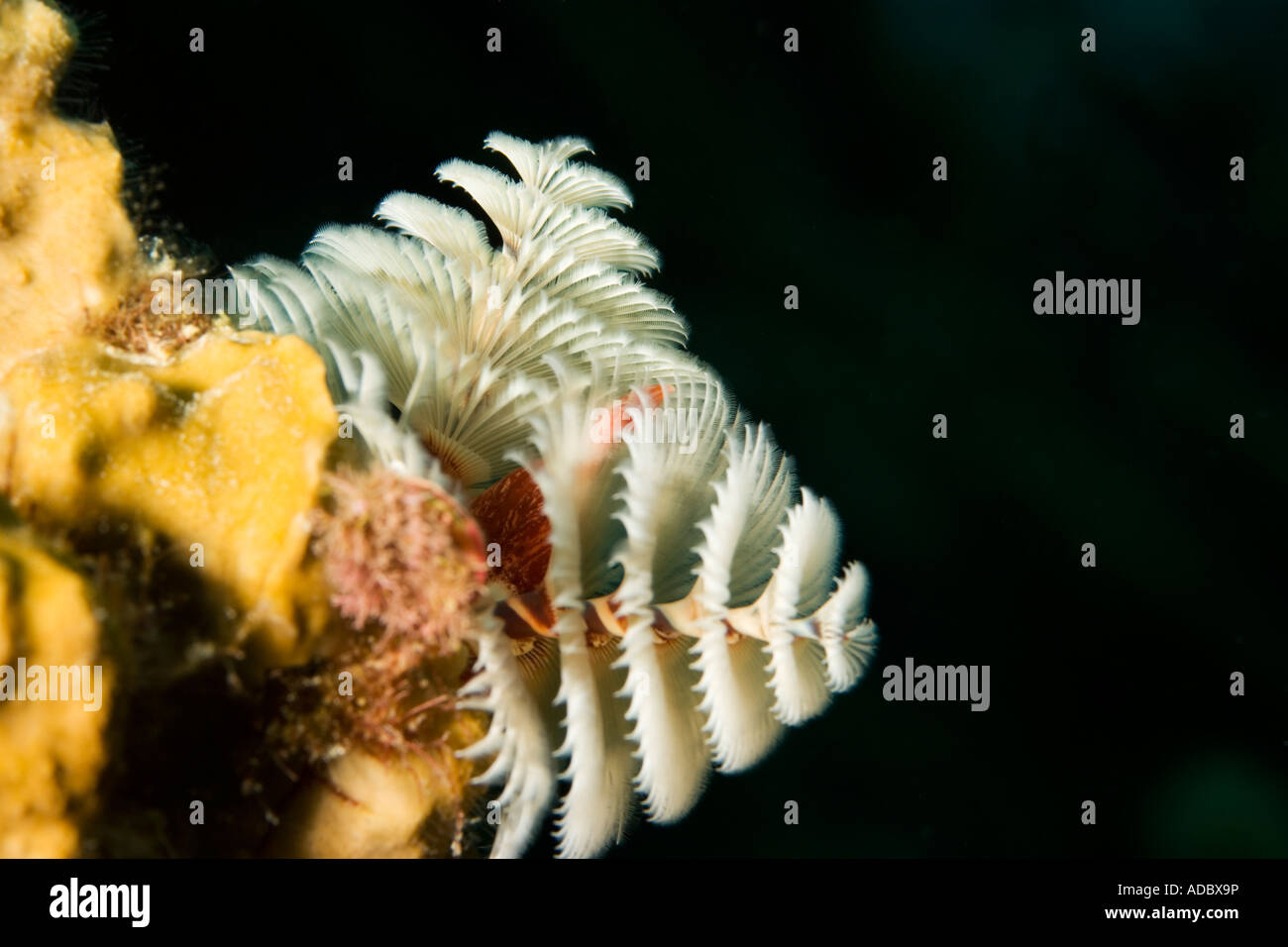 Soggetti Macro subacquea, streghe Hut divesite, Bonaire, Netherland Antillies Foto Stock