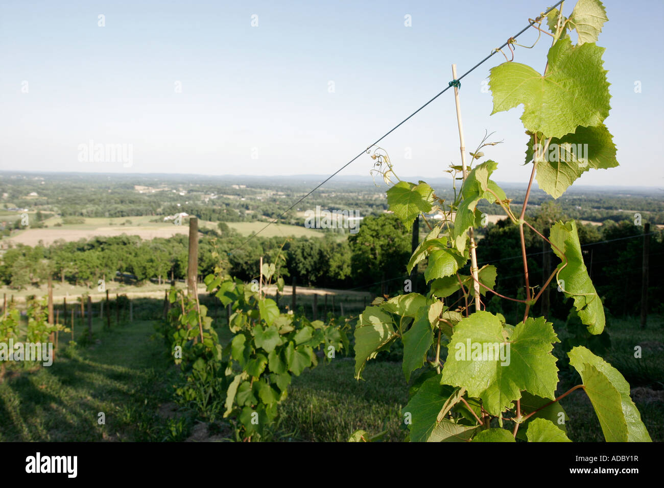 Virginia Loudoun County, Bluemont, vigneti Bluemont, vigneto, vite, uva, coltivazione, paesaggio rurale, vino, Appalachian Foothills, VA070620178 Foto Stock