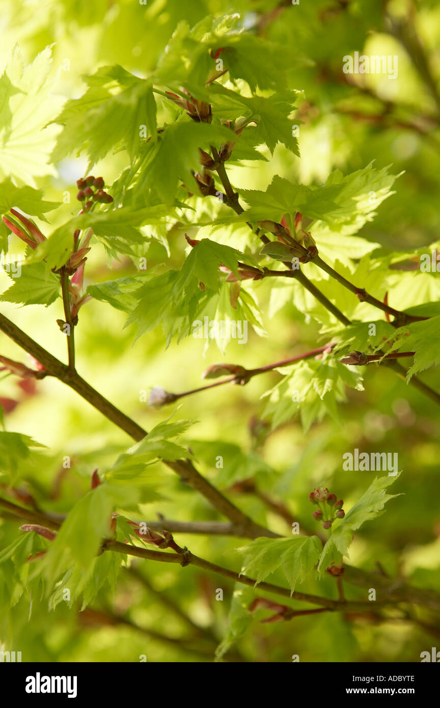 Acer Japonicum Aureum giapponese Golden Acer mostra foglie a molla Foto Stock