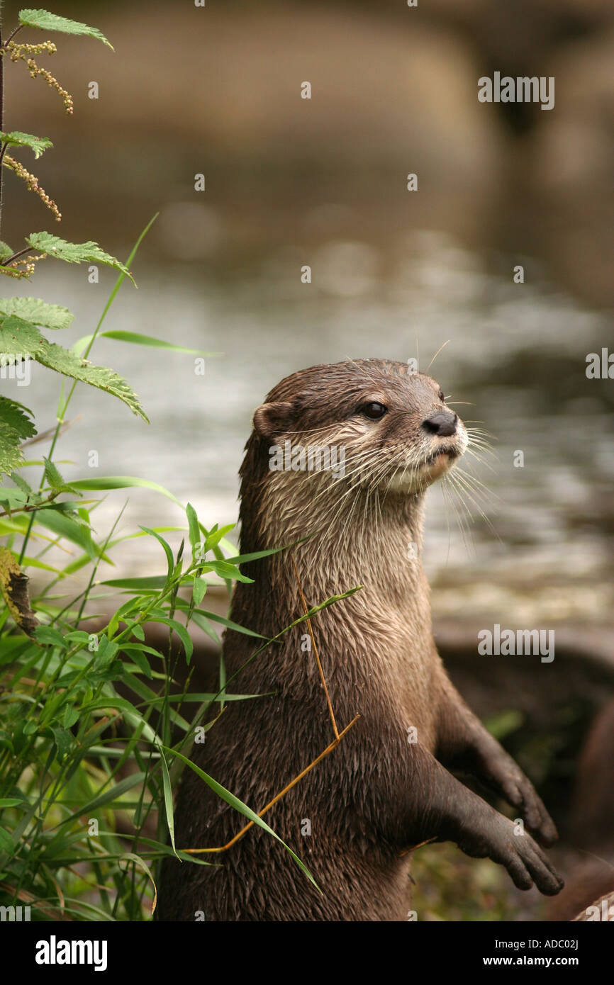 Asian breve artigliato Otter Amblonyx cinereus Foto Stock