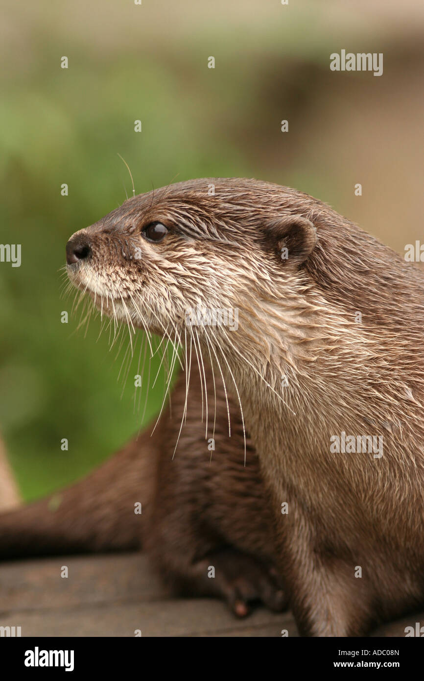 Asian breve artigliato Otter Amblonyx cinereus Foto Stock