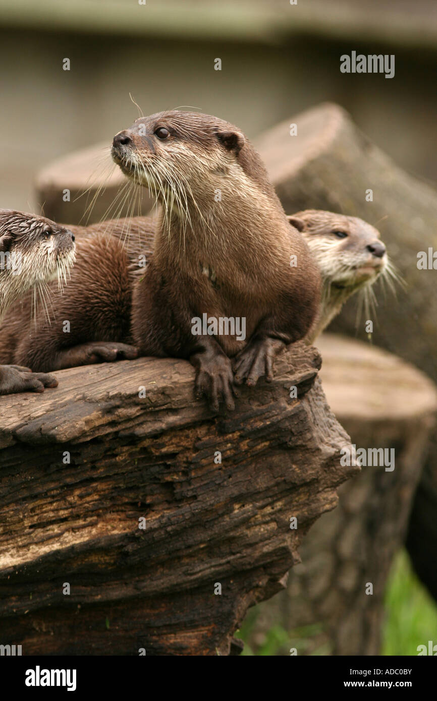Asian breve artigliato Otter Amblonyx cinereus Foto Stock