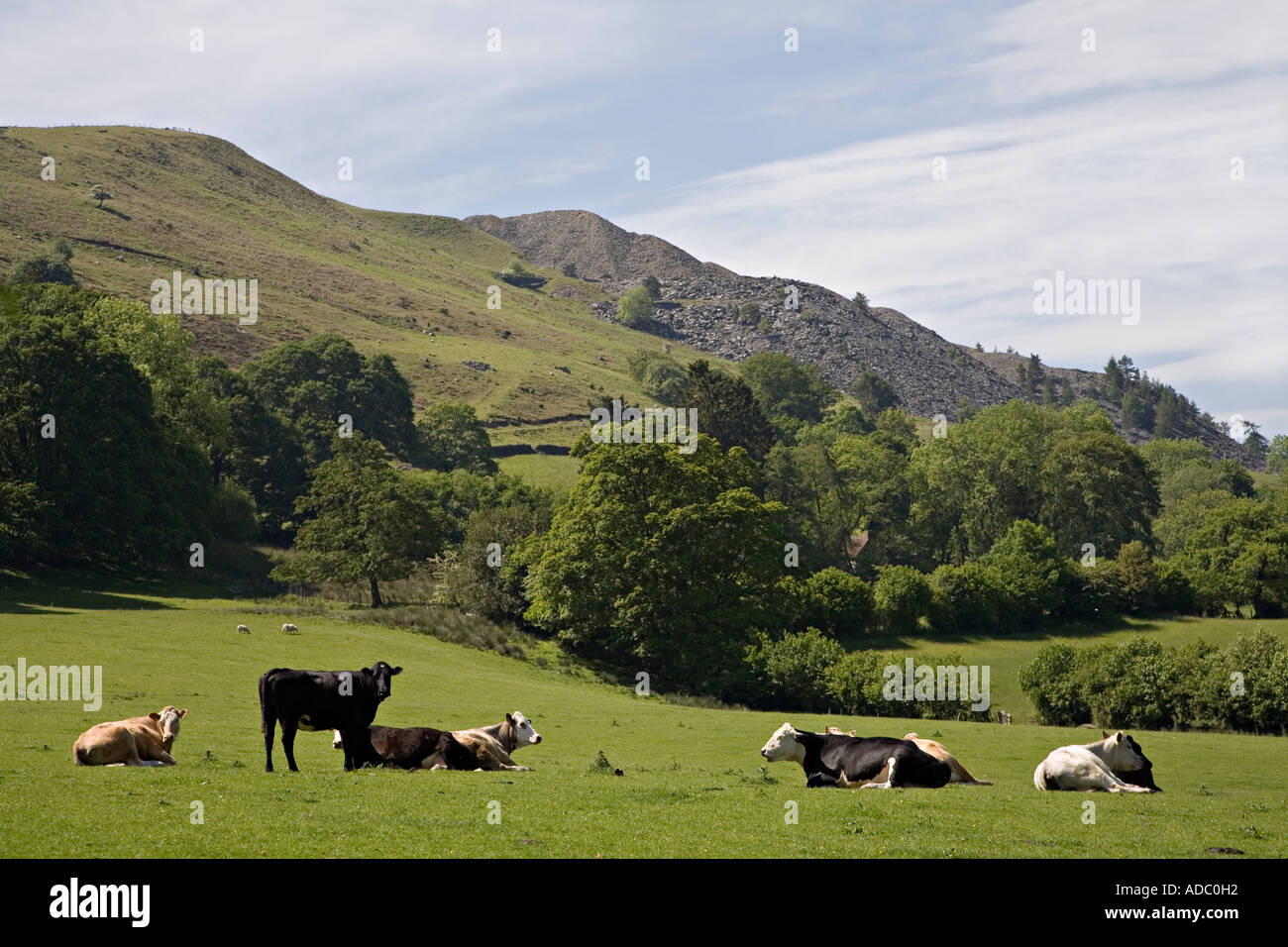 Bovini in campo con il bottino di ardesia mucchi di distanza Galles Llangollen Regno Unito Foto Stock