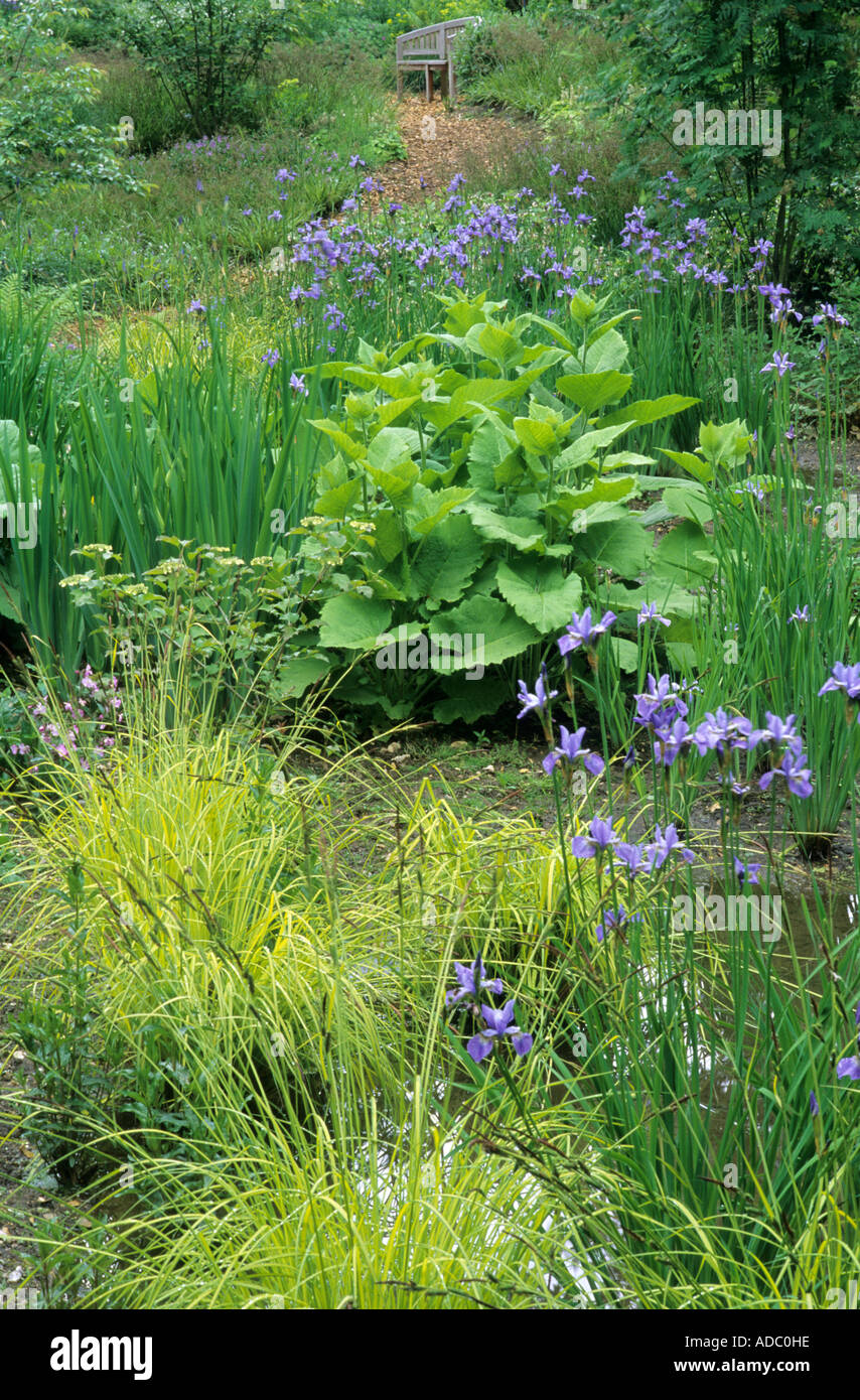 Bog piantare Iris sibirica Papillon il giardino d'onda Pensthorpe designer Julie banco di pedaggio Foto Stock