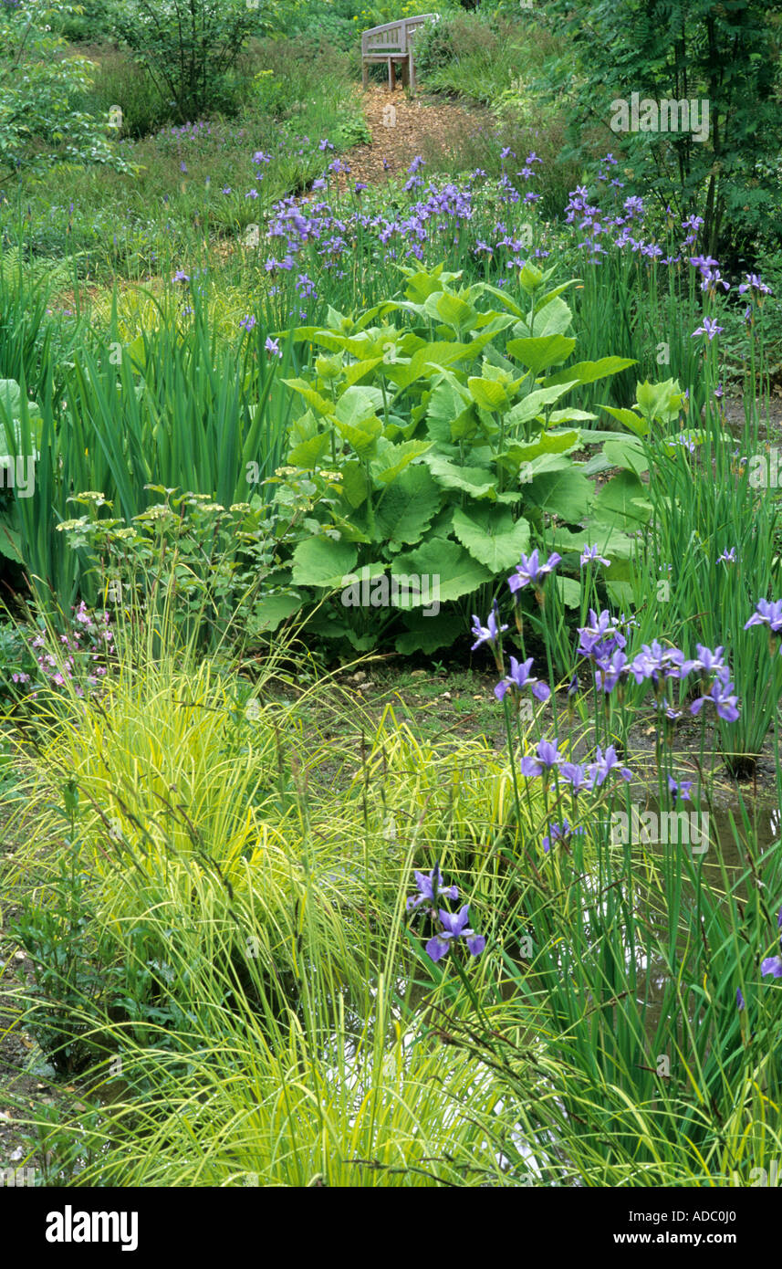 Bog piantagione, Iris sibirica 'Papillon','onda giardino, Pensthorpe, Norfolk designer Julie pedaggio, da banco Foto Stock